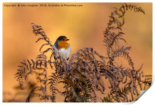 Early frost brings native Robin into Autumn sun Print by John Vaughan