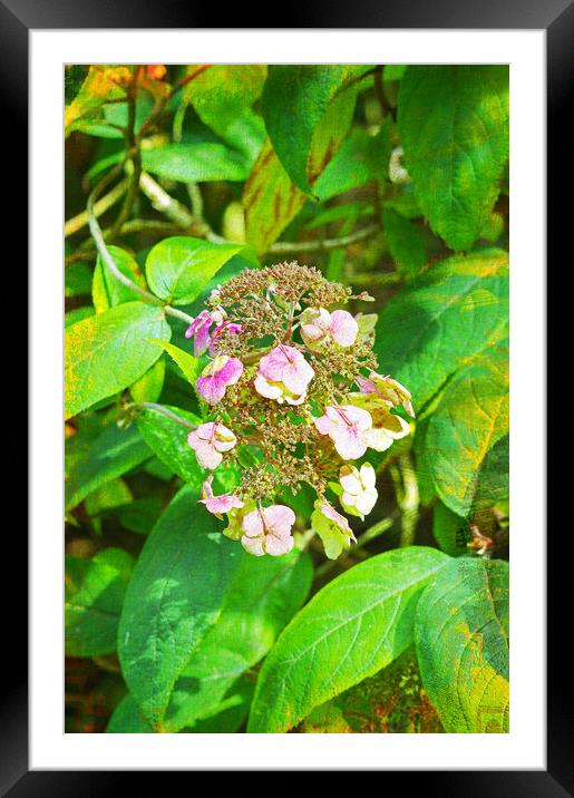 Rhodendron in flower Framed Mounted Print by Jonathan Evans
