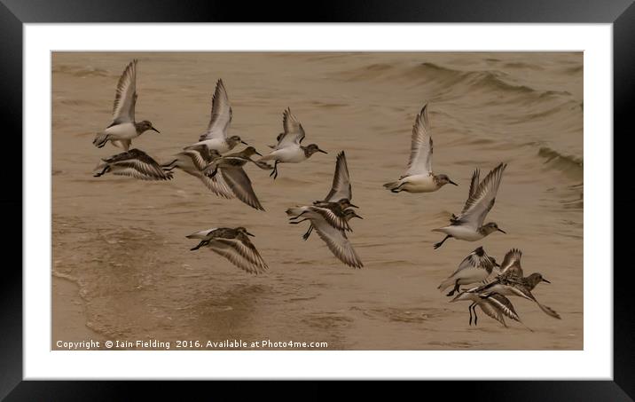 Bird Flight Framed Mounted Print by Iain Fielding