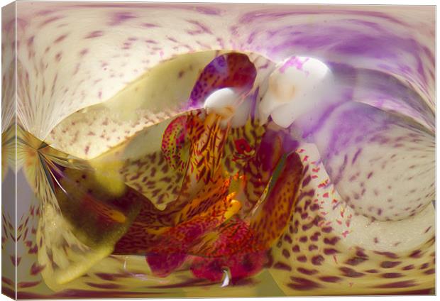 Abstract Orchid Canvas Print by Brian Roscorla