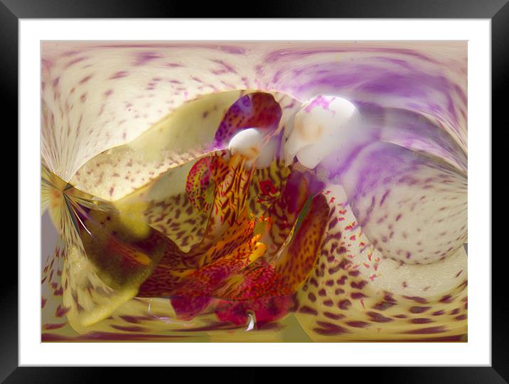 Abstract Orchid Framed Mounted Print by Brian Roscorla