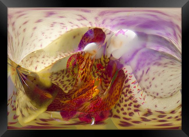 Abstract Orchid Framed Print by Brian Roscorla