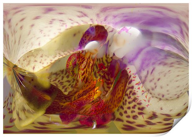 Abstract Orchid Print by Brian Roscorla