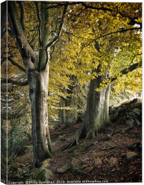 Crownest Woods, Against the Wall Canvas Print by Philip Openshaw