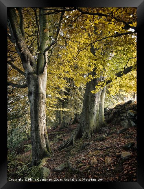 Crownest Woods, Against the Wall Framed Print by Philip Openshaw