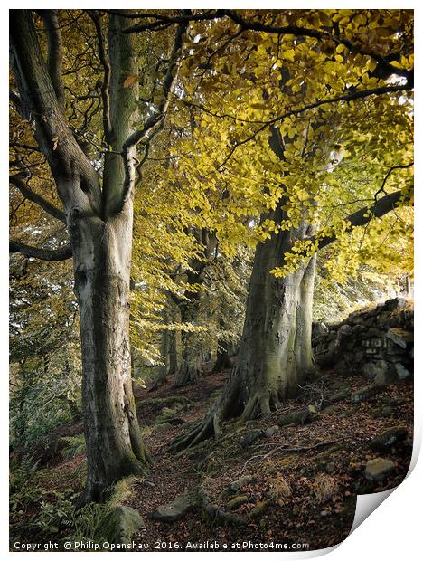Crownest Woods, Against the Wall Print by Philip Openshaw