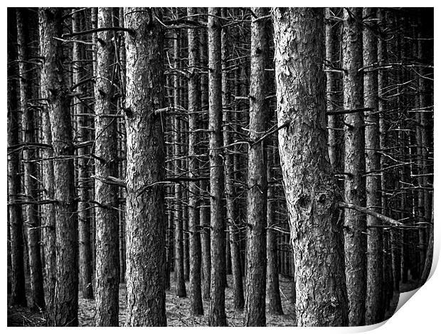 Forest Print by Jean-François Dupuis