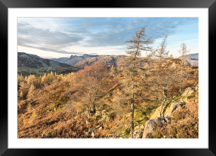 Autumn Larches Framed Mounted Print by Michael Houghton