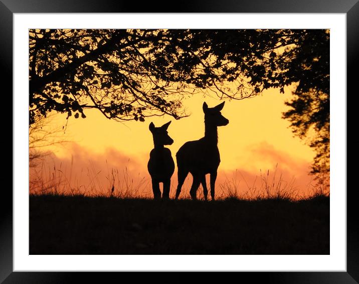 Bambi           Framed Mounted Print by Gerald Robinson