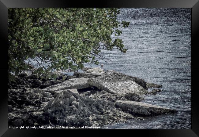 Rocky Shore Framed Print by Judy Hall-Folde