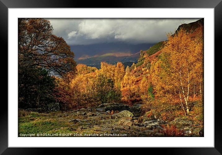 "AUTUMN COLOUR IN THE ENGLISH LAKE DISTRICT 2 ) Framed Mounted Print by ROS RIDLEY
