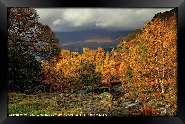 "AUTUMN COLOUR IN THE ENGLISH LAKE DISTRICT 2 ) Framed Print by ROS RIDLEY