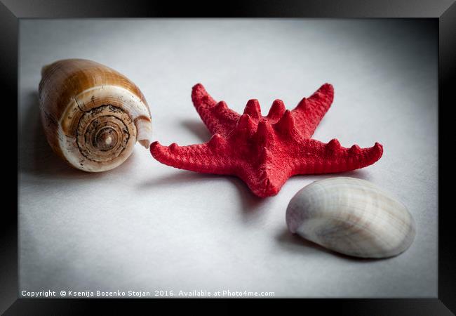 A sea snail shell, red starfish and white clam Framed Print by Ksenija Bozenko Stojan