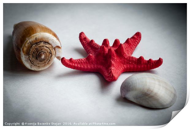 A sea snail shell, red starfish and white clam Print by Ksenija Bozenko Stojan