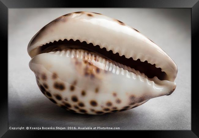 A close up of an empty tiger cowrie seashell Framed Print by Ksenija Bozenko Stojan