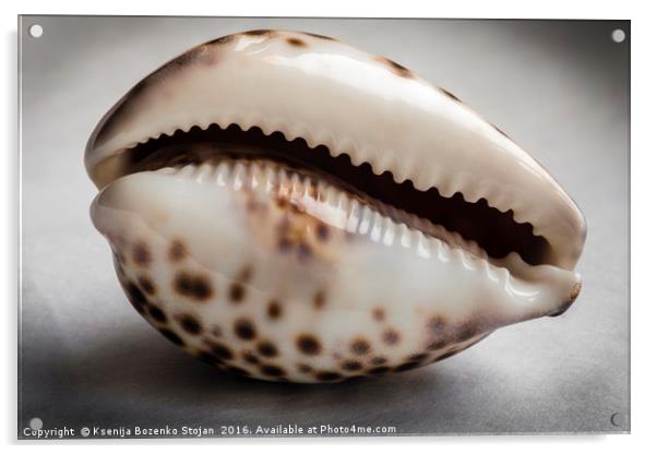 A close up of an empty tiger cowrie seashell Acrylic by Ksenija Bozenko Stojan