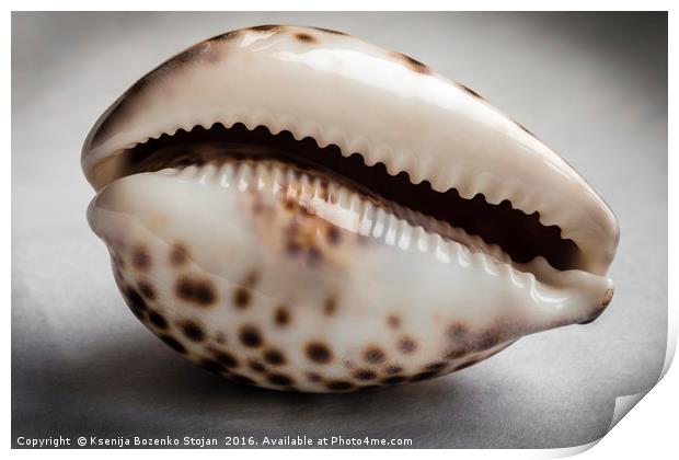 A close up of an empty tiger cowrie seashell Print by Ksenija Bozenko Stojan