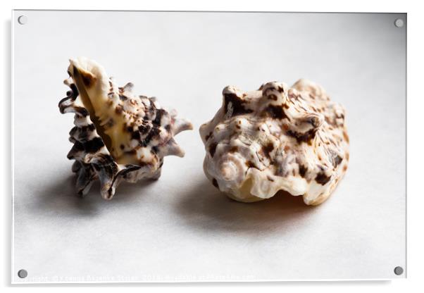 Two empty knobbed whelk seashells  Acrylic by Ksenija Bozenko Stojan