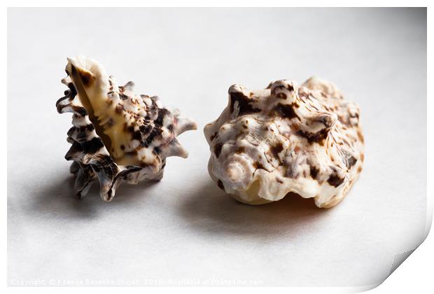 Two empty knobbed whelk seashells  Print by Ksenija Bozenko Stojan