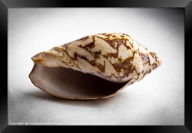 An empty sea snail shell  Framed Print by Ksenija Bozenko Stojan