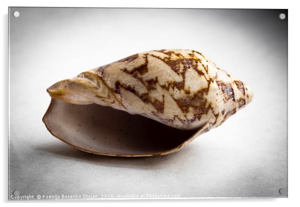An empty sea snail shell  Acrylic by Ksenija Bozenko Stojan