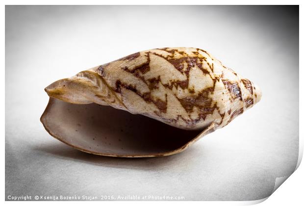 An empty sea snail shell  Print by Ksenija Bozenko Stojan