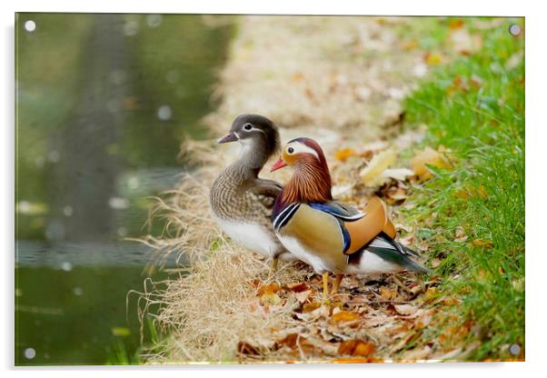 Mandarin Duck Pair Acrylic by paul green