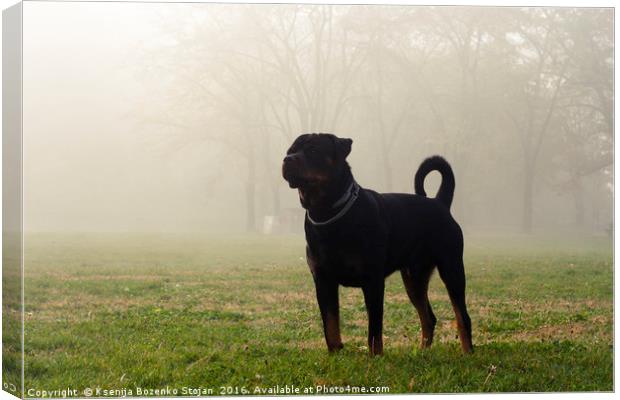 Dog stands on grass in a park on a misty, cold mor Canvas Print by Ksenija Bozenko Stojan