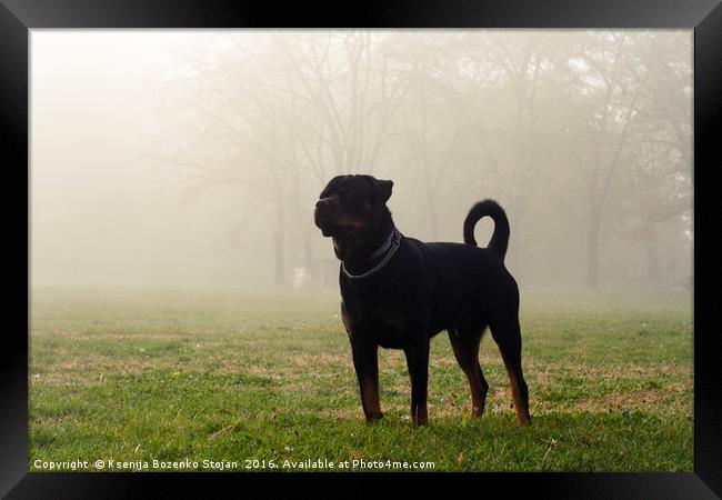 Dog stands on grass in a park on a misty, cold mor Framed Print by Ksenija Bozenko Stojan