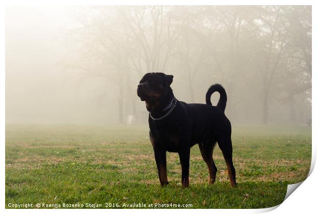 Dog stands on grass in a park on a misty, cold mor Print by Ksenija Bozenko Stojan