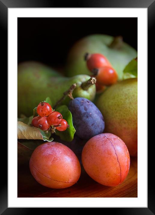 Summer Fruits Framed Mounted Print by Ann Garrett