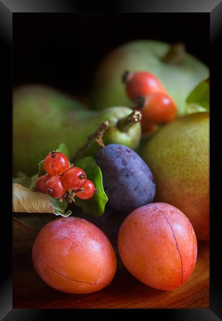 Summer Fruits Framed Print by Ann Garrett