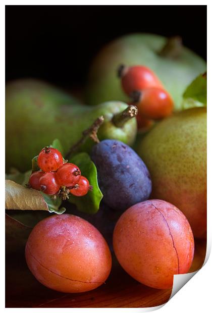 Summer Fruits Print by Ann Garrett