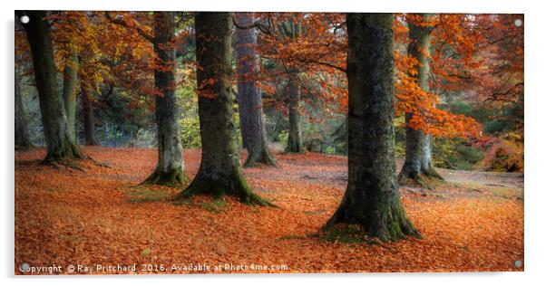 Autumn Trees at Bowlees Acrylic by Ray Pritchard