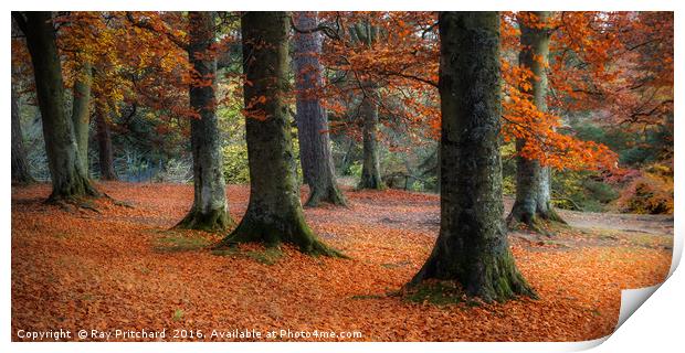 Autumn Trees at Bowlees Print by Ray Pritchard