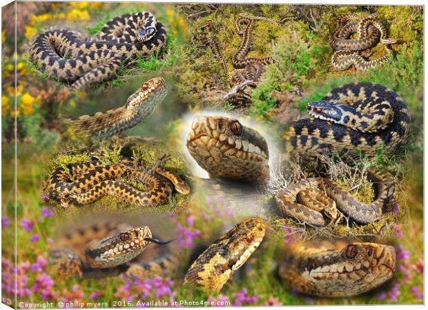 Adder Montage Canvas Print by philip myers