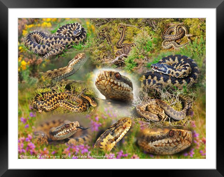 Adder Montage Framed Mounted Print by philip myers