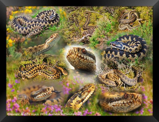 Adder Montage Framed Print by philip myers