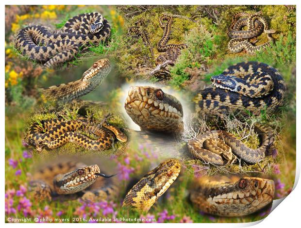 Adder Montage Print by philip myers