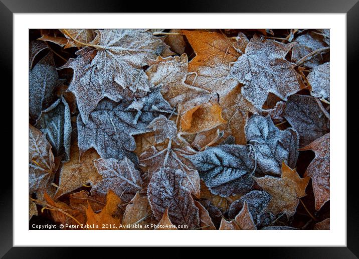 Frozen leaves Framed Mounted Print by Peter Zabulis