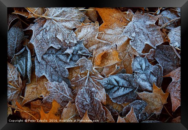 Frozen leaves Framed Print by Peter Zabulis