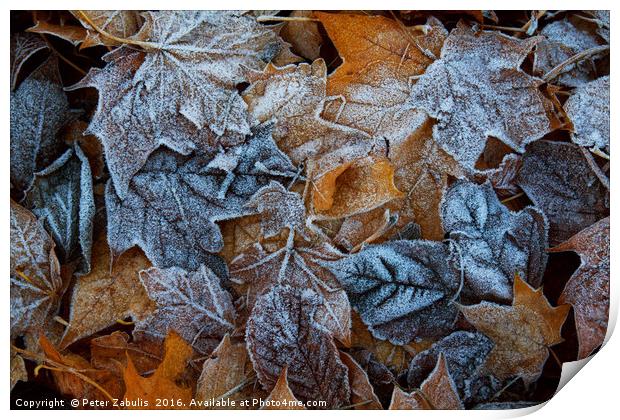 Frozen leaves Print by Peter Zabulis