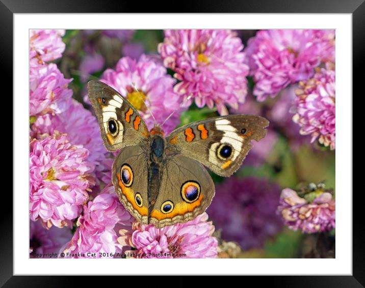 Common Buckeye Butterfly Framed Mounted Print by Frankie Cat