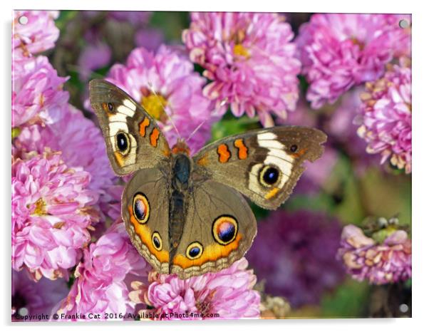 Common Buckeye Butterfly Acrylic by Frankie Cat