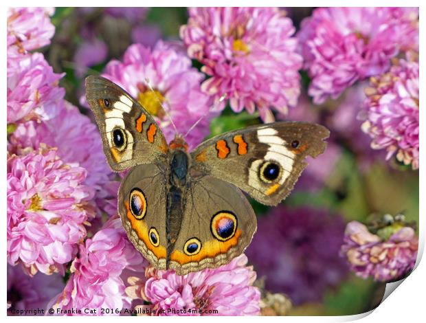 Common Buckeye Butterfly Print by Frankie Cat