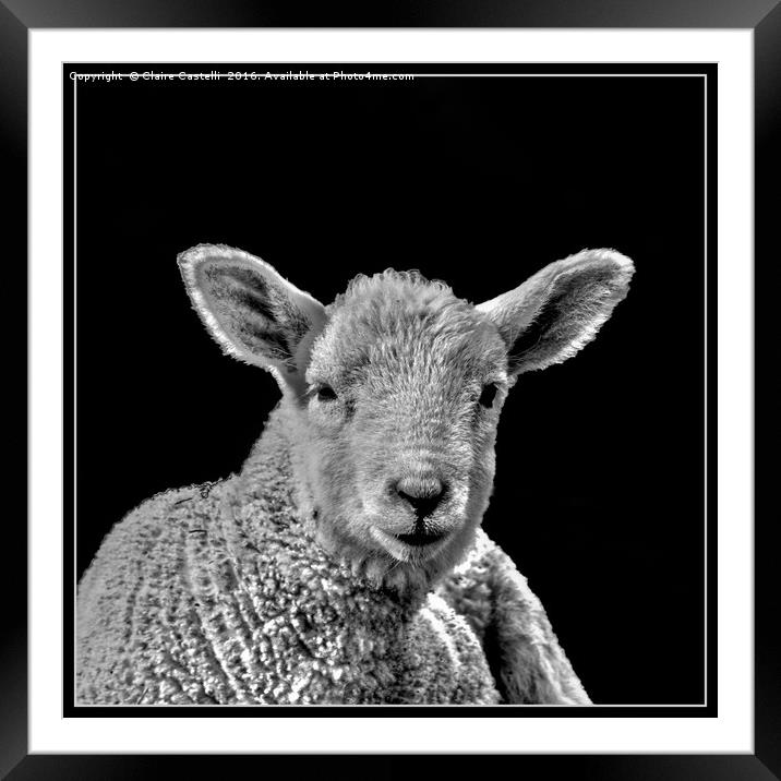 Little lamb Framed Mounted Print by Claire Castelli