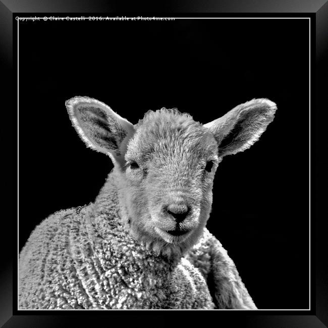 Little lamb Framed Print by Claire Castelli