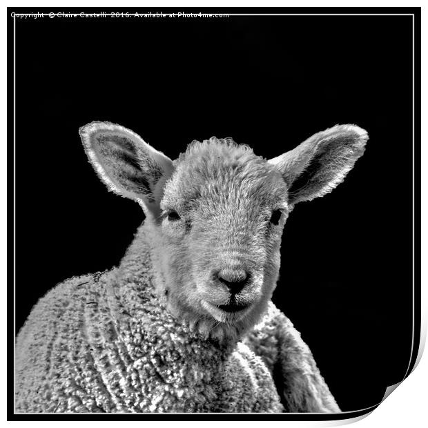 Little lamb Print by Claire Castelli