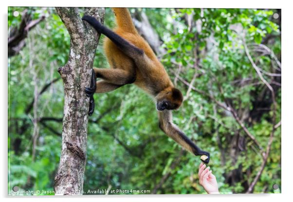 Hand feeding a spider monkey Acrylic by Jason Wells