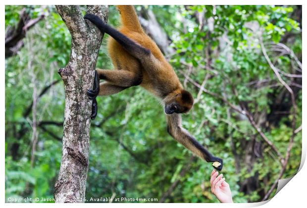Hand feeding a spider monkey Print by Jason Wells